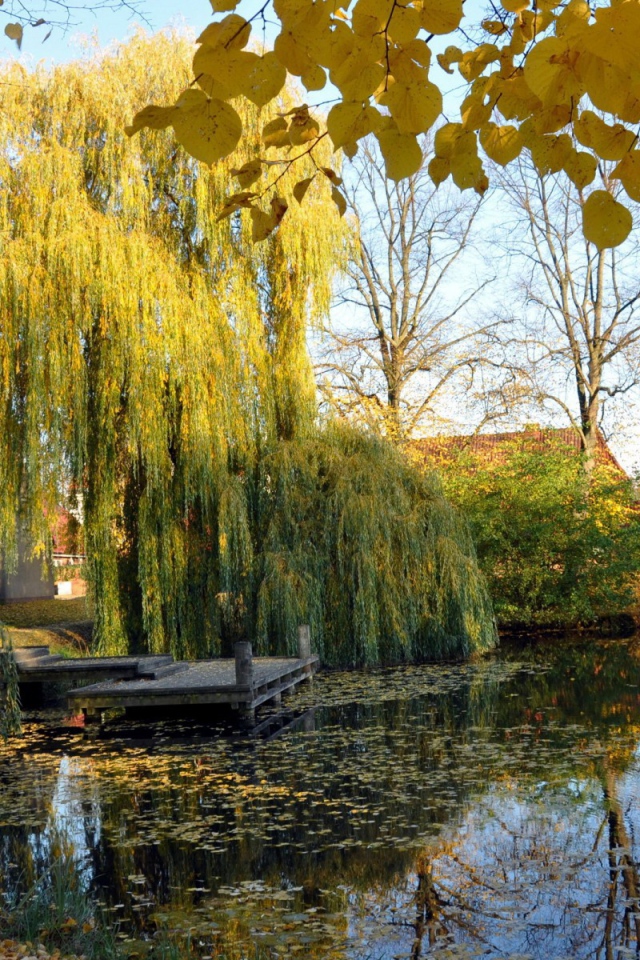 Weeping willow pond