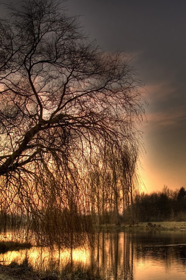 Голое дерево у озера