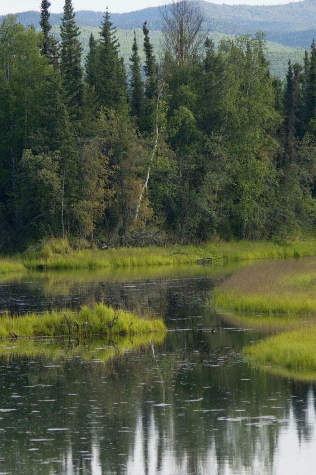 Лось бежит по болоту