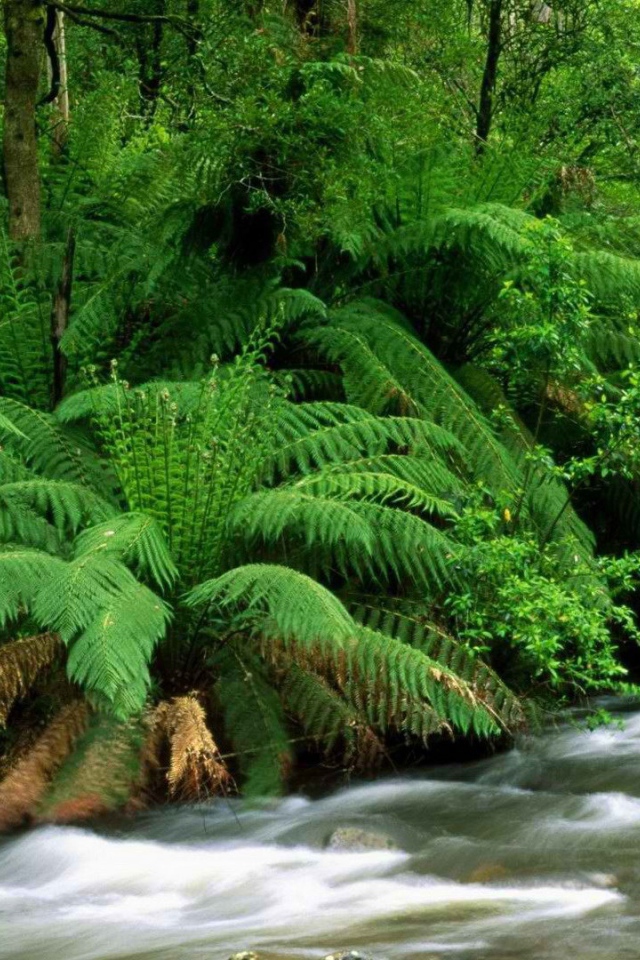 Река в тропиках