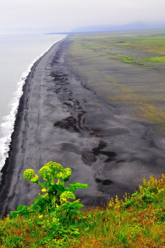Морской пейзаж с растением
