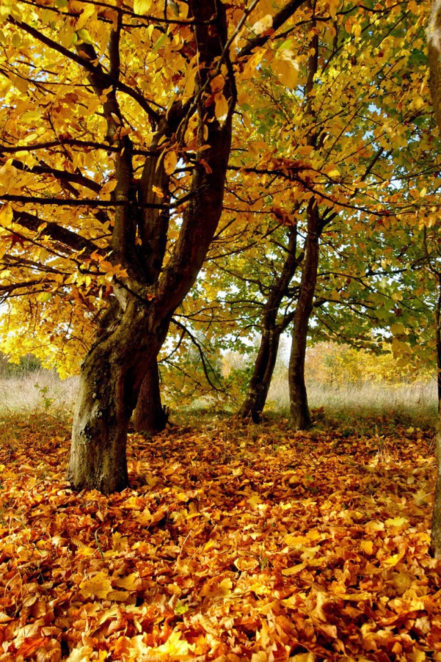Осенний желтый листопад