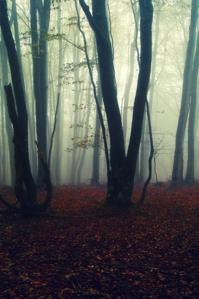 Туман в лесу осенью