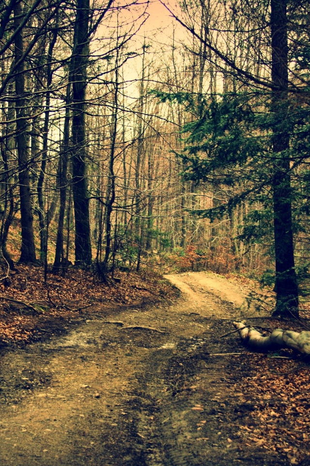 Дорога в лесу осенью