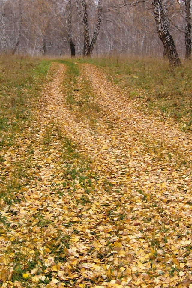Дорога усыпанная листьями