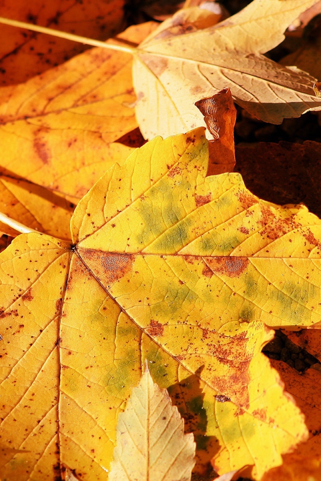 Осенние листья крупным планом