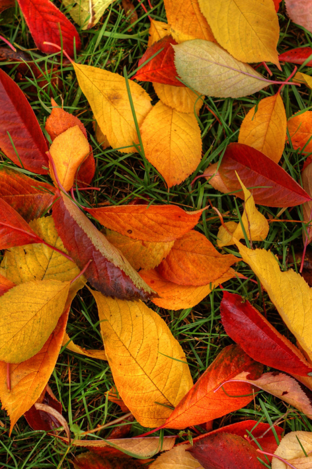 Осенние листья на земле