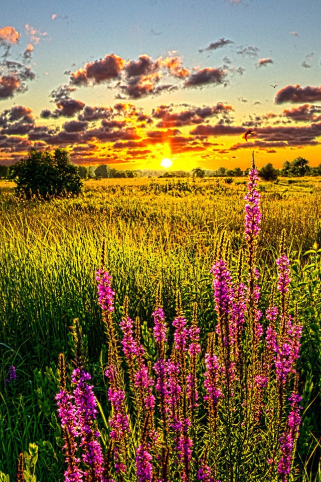 Синие цветы на золотом закате