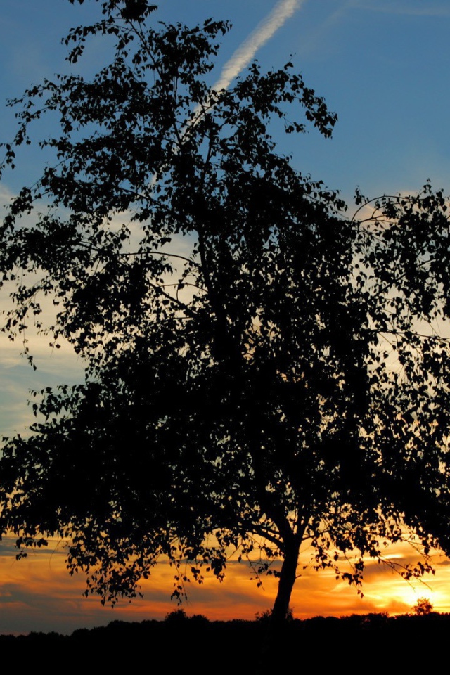 Одинокое дерево на закате