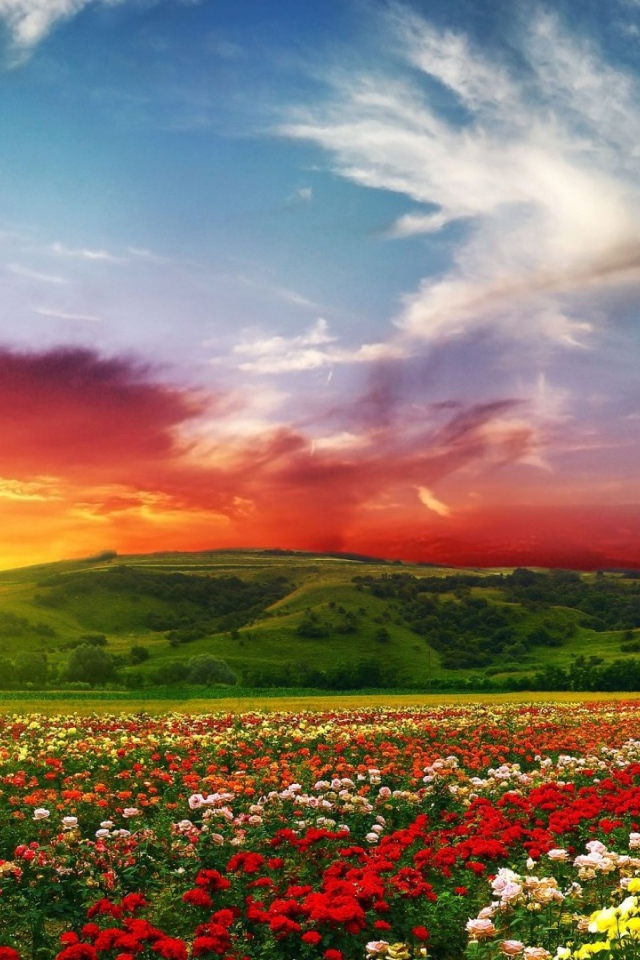 Красный закат над полем