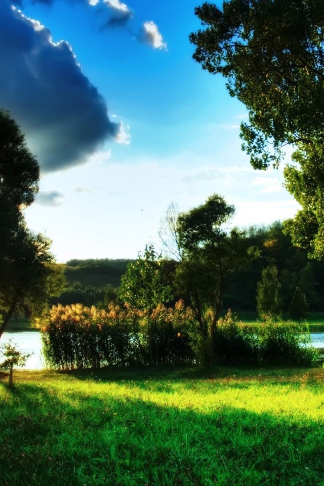 Закат за деревом