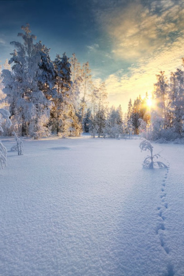 Закат в белом  заснеженном лесу