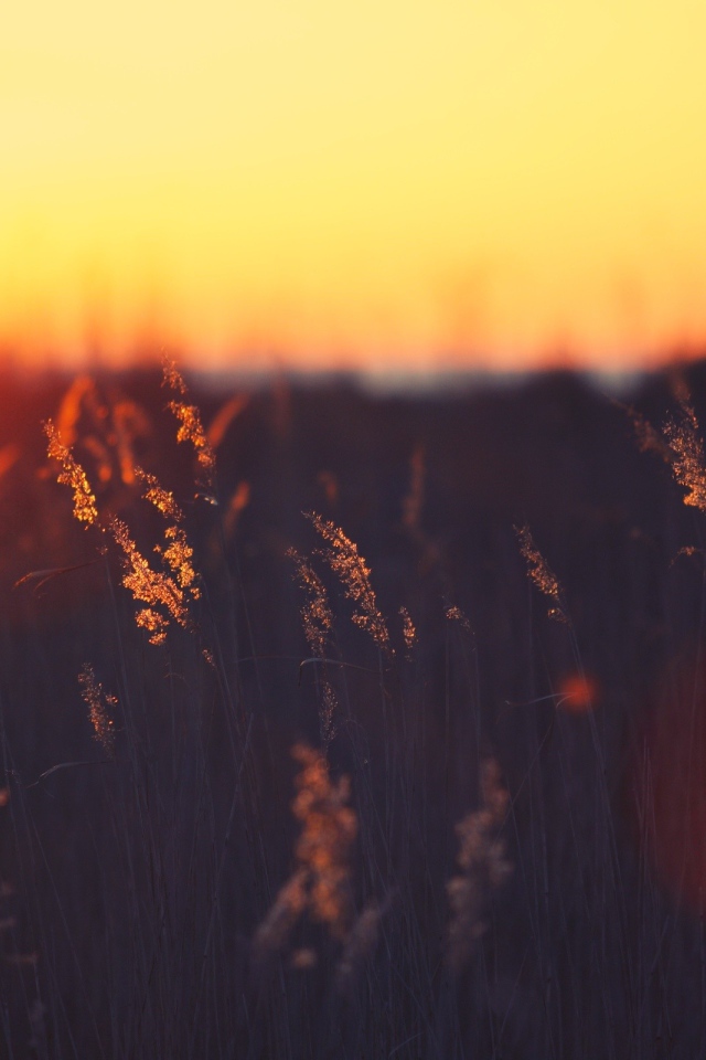 Закат над пшеничным полем