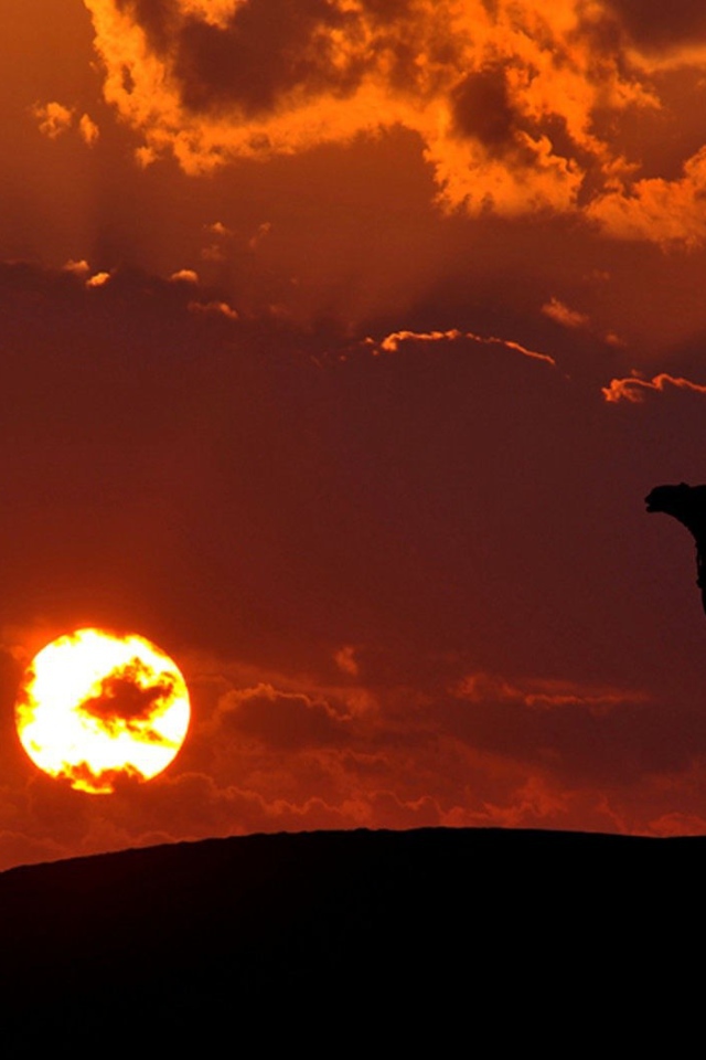 Наездник на верблюде