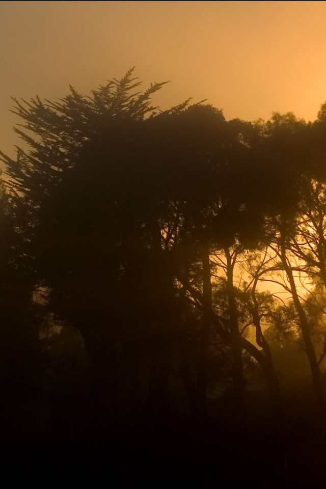 Лучи солнца сквозь деревья