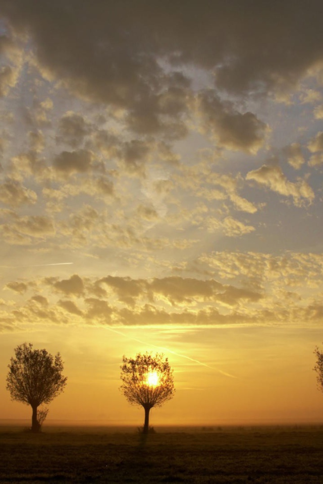 Закат за деревьями