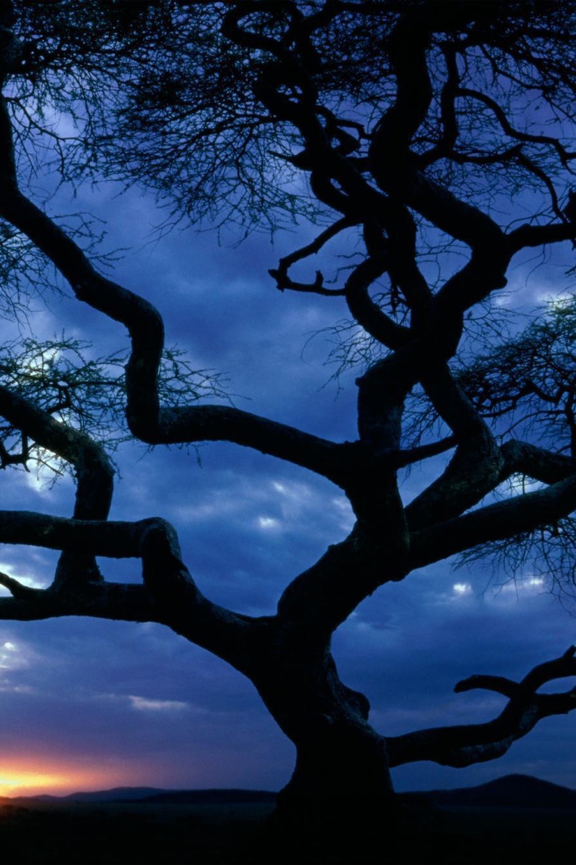 Силуэт дерева на закате