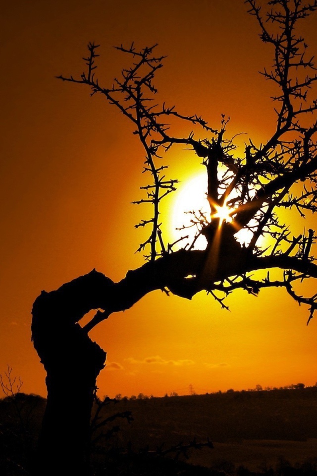 Очень кривое дерево на закате