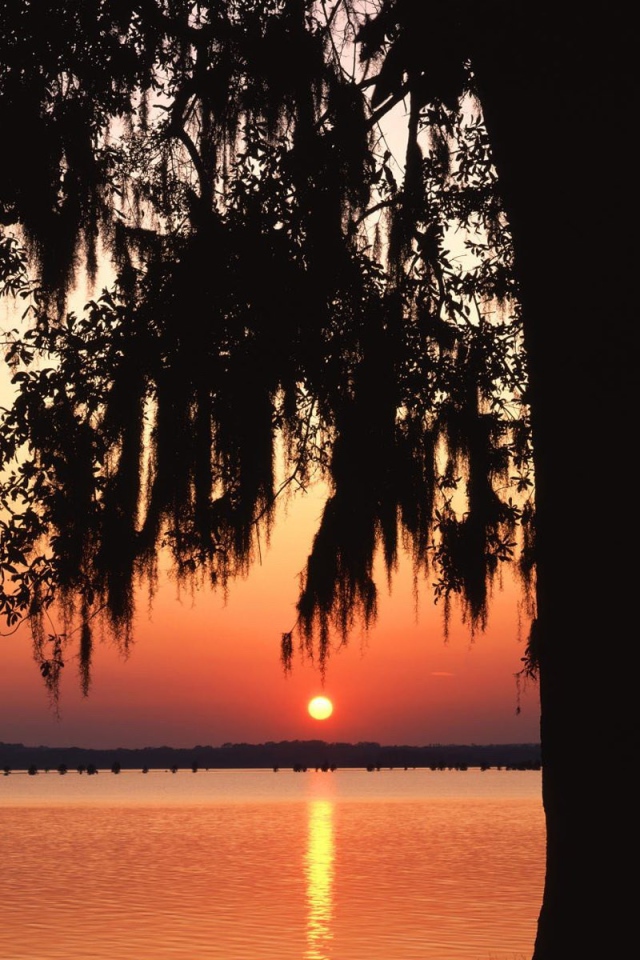 Темное дерево на фоне заката