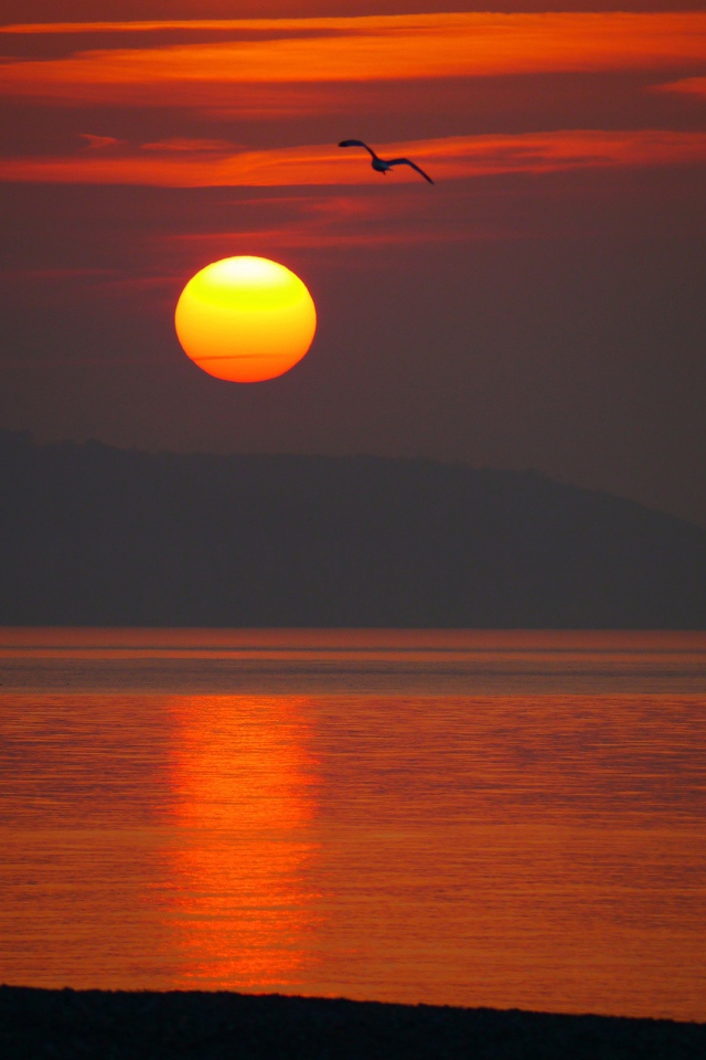 Закат над морем с птицей