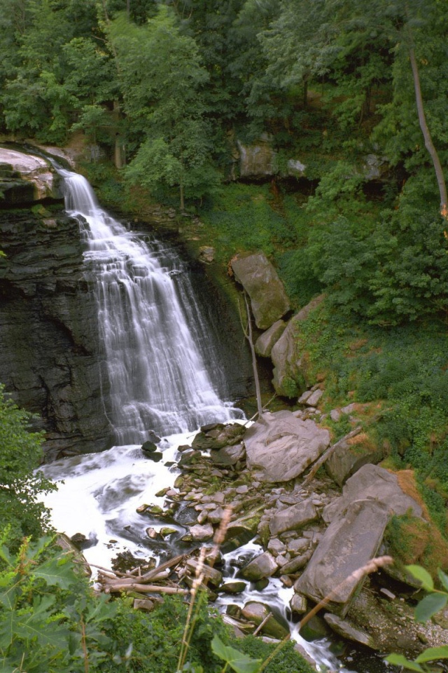 Пейзаж с растительностью