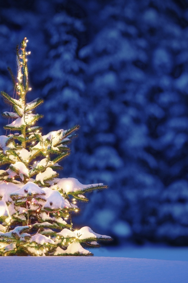 Маленькая Новогодняя елка в лесу