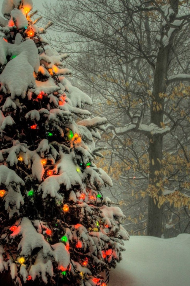 Новогодняя елка в лесу 2014 год