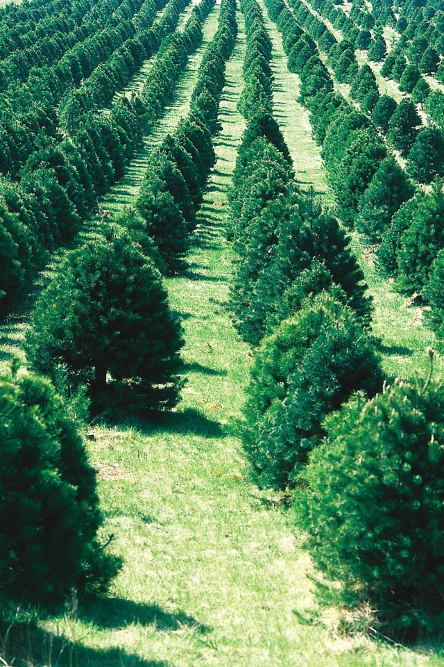 Сад полный новогодних елок