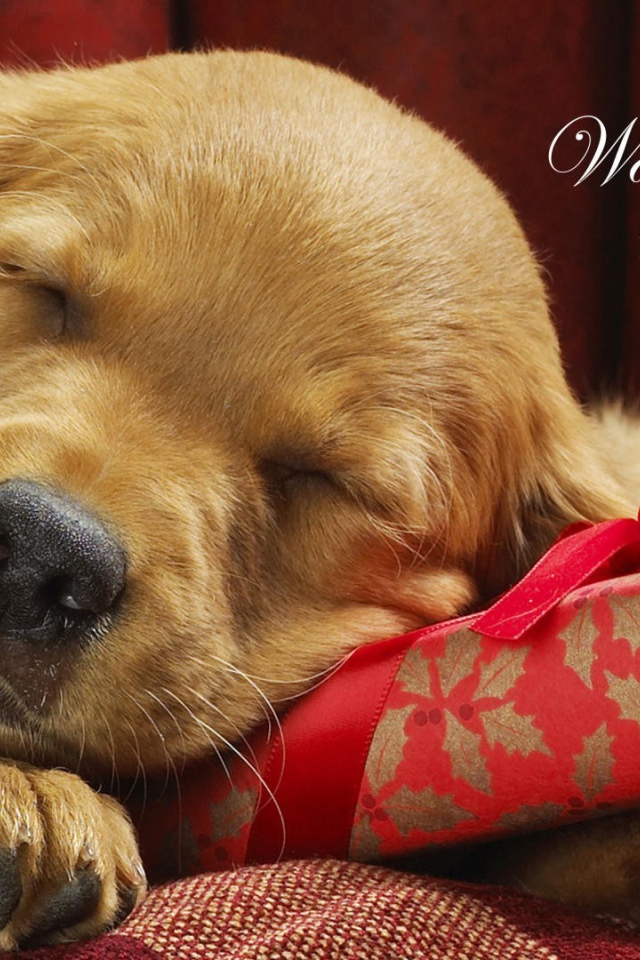 Ждать Деда Мороза - тяжёлый труд