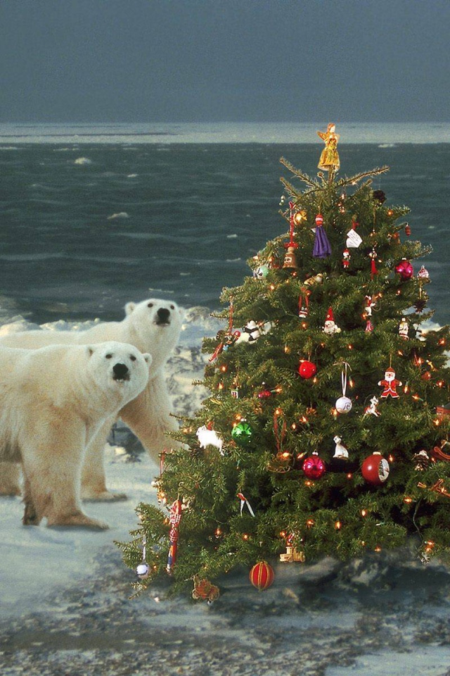 Белые медведи празднуют Новый Год