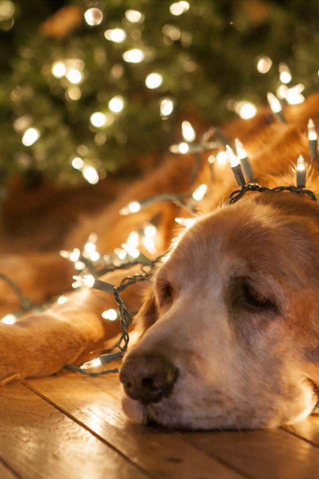 Новогодняя собака