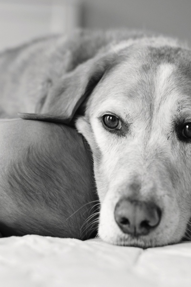 Собака спит с ребенком