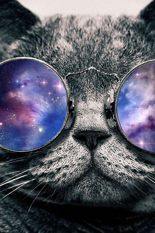 Кот в космосе