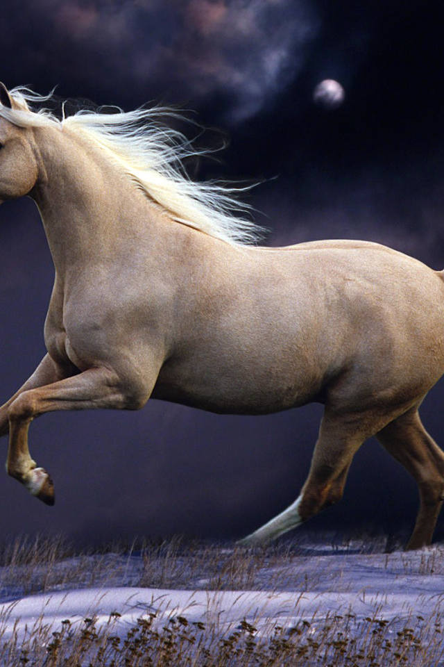 Сказочные лошади