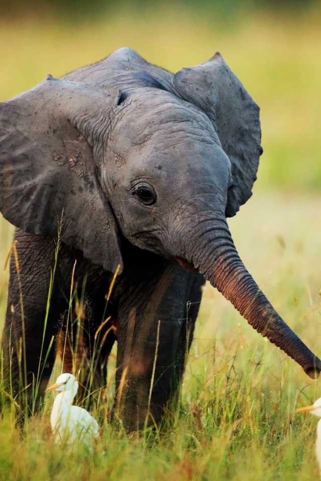 Слоненок и птенцы