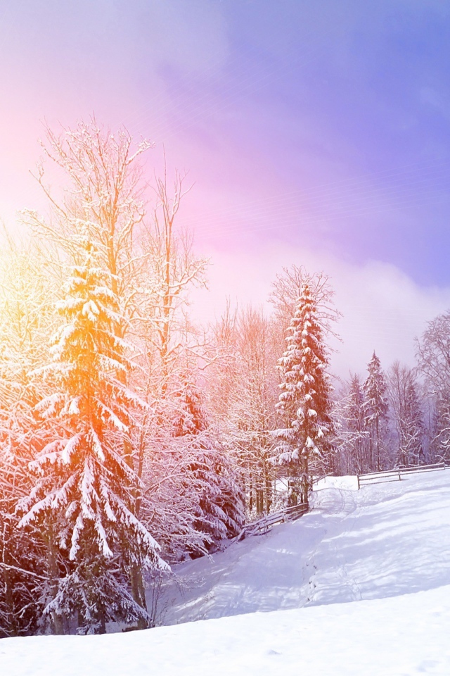 Солнце в зимнем лесу