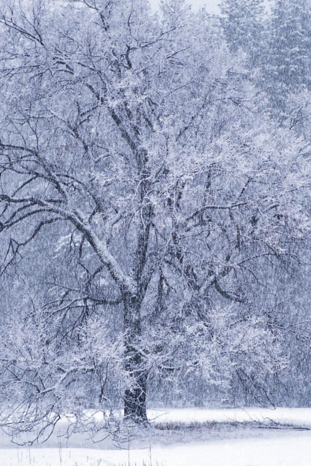 Дерево в снежном плену