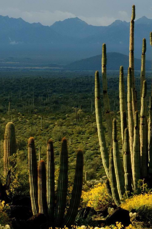 Пейзаж штата Аризона