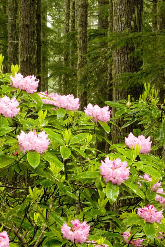 Парк в штате Вашингтон