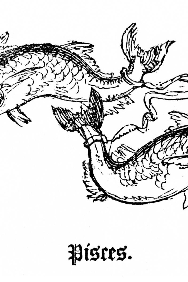 Рыбы на белом фоне