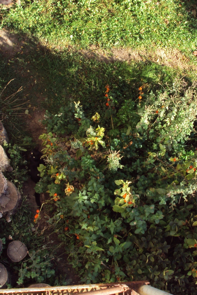 Найди кота во дворе