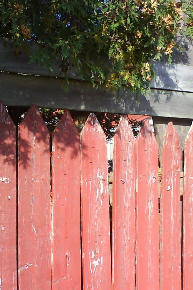 Найди кота на заборе