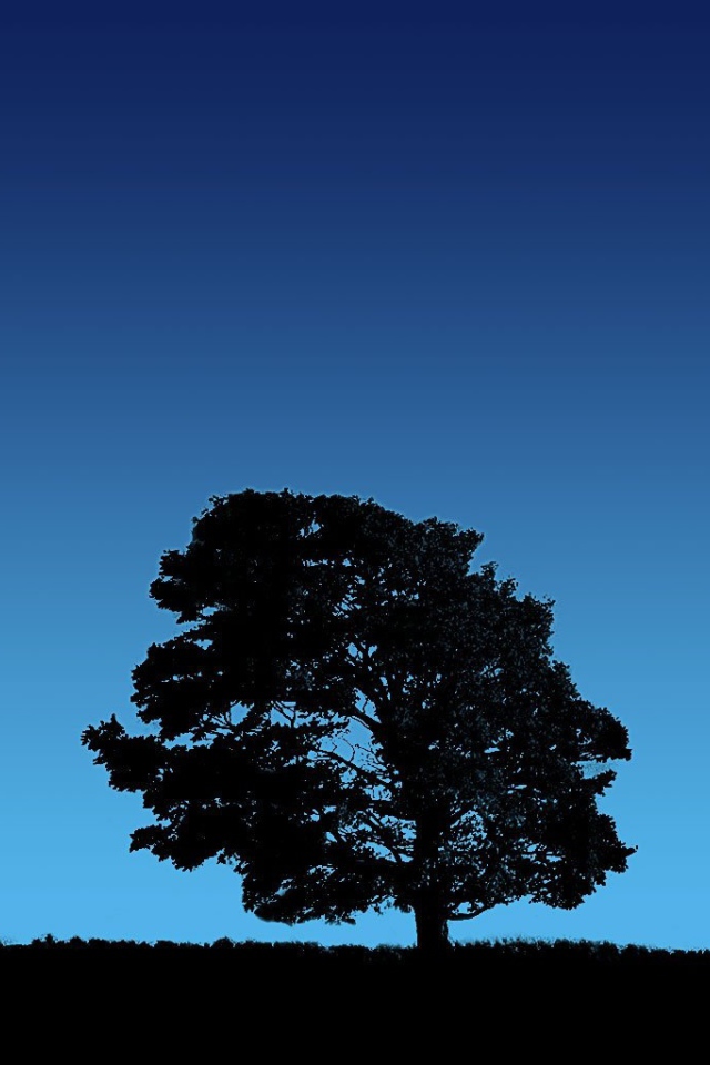 Дерево на фоне неба