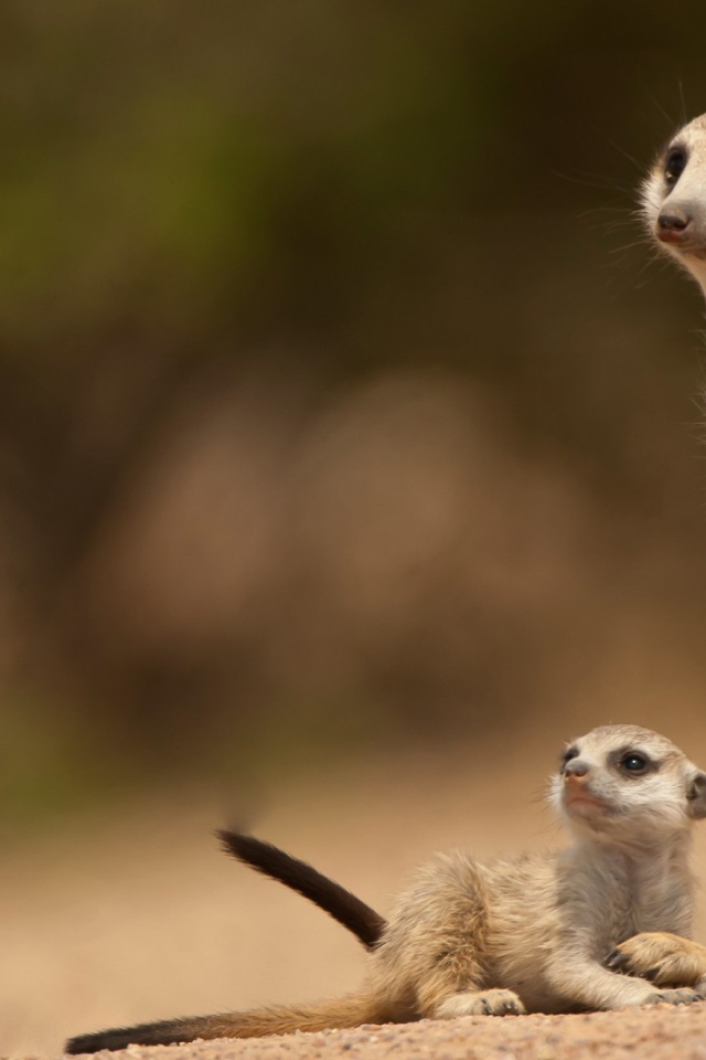 Парочка сурикатов