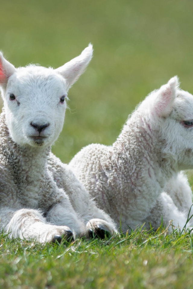 Пара маленьких ягнят