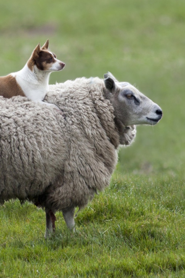 Собака на овце