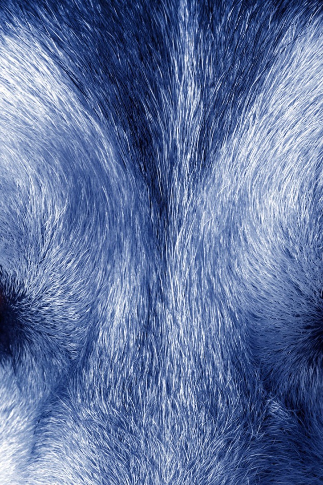 Звериный взгляд