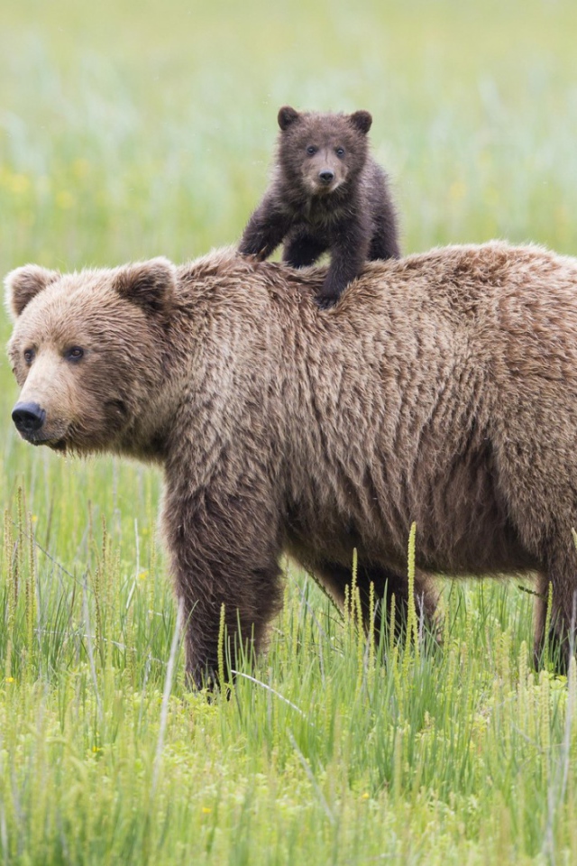 Mедведица и медвежонок на траве