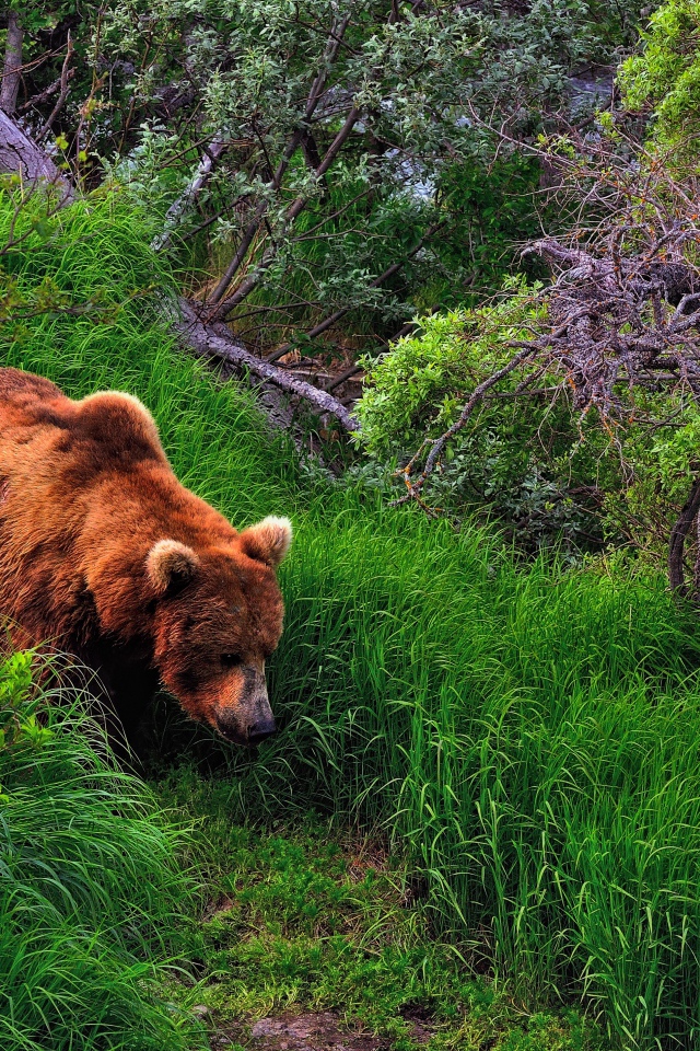 Медведь в лесу