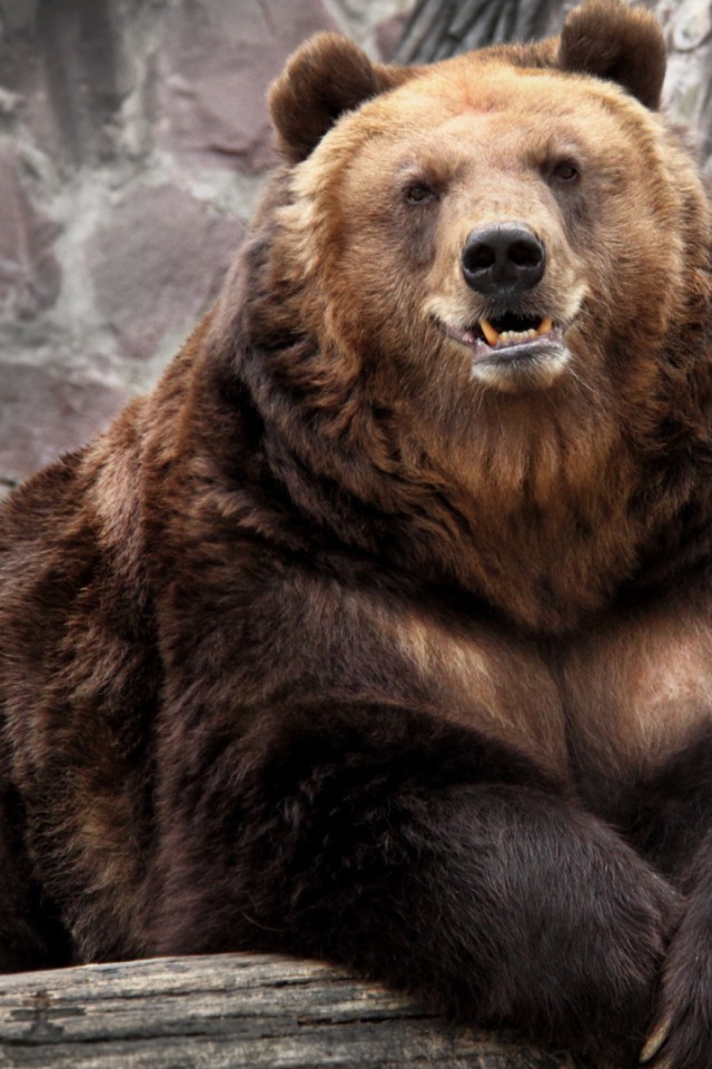 Медведь в зоопарке